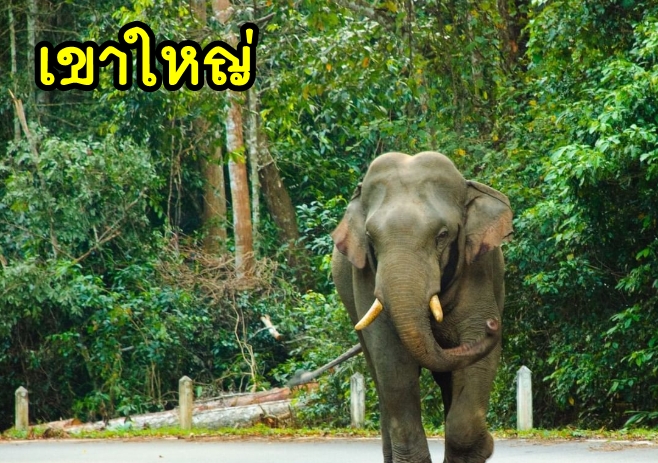 เหมารถพร้อมคนขับเขาใหญ่ ปากช่อง